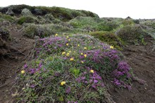 vignette Islande_0064.jpg 