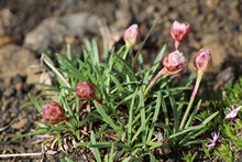 vignette Islande_0523.jpg 