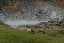 vignette Islande_1963.jpg 