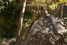 vignette Madagascar_2016_0791.jpg 