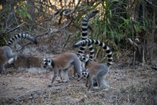 vignette Madagascar_2016_0806.jpg 