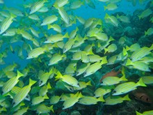 vignette Maldives_sud_0030.jpg 