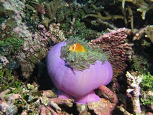 vignette Maldives_sud_0050.jpg 