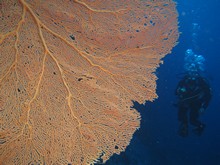 vignette Maldives_sud_0092.jpg 