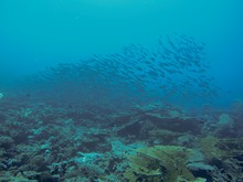 vignette Maldives_sud_0112.jpg 