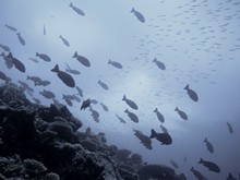 vignette Maldives_sud_0135.jpg 