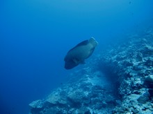 vignette Maldives_sud_0151.jpg 