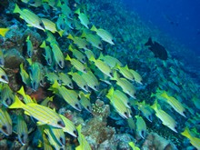 vignette Maldives_sud_0168.jpg 