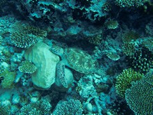 vignette Maldives_sud_0178.jpg 