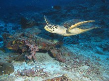 vignette Maldives_sud_0191.jpg 