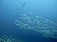 vignette Maldives_sud_0204.jpg 