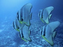 vignette Maldives_sud_0255.jpg 