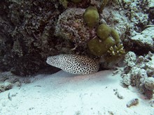 vignette Maldives_sud_0308.jpg 