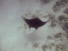 vignette Maldives_sud_0319.jpg 