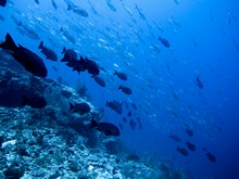 vignette Maldives_sud_0370.jpg 