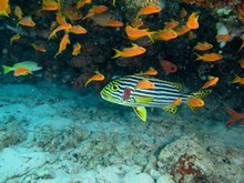 vignette Maldives_sud_0371.jpg 