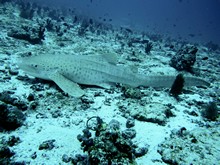 vignette Maldives_sud_0385.jpg 