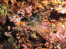 vignette Maldives_sud_0423.jpg 