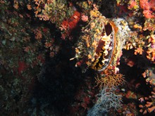 vignette Maldives_sud_0449.jpg 