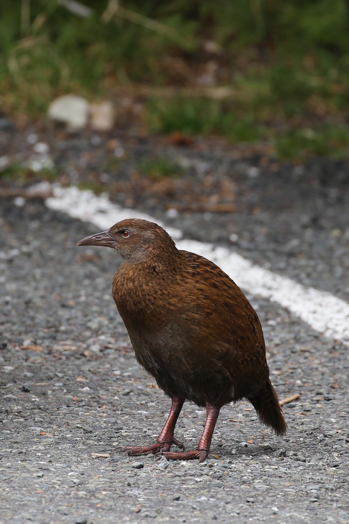 /ecran/2024_New-Zealand_0590.jpg