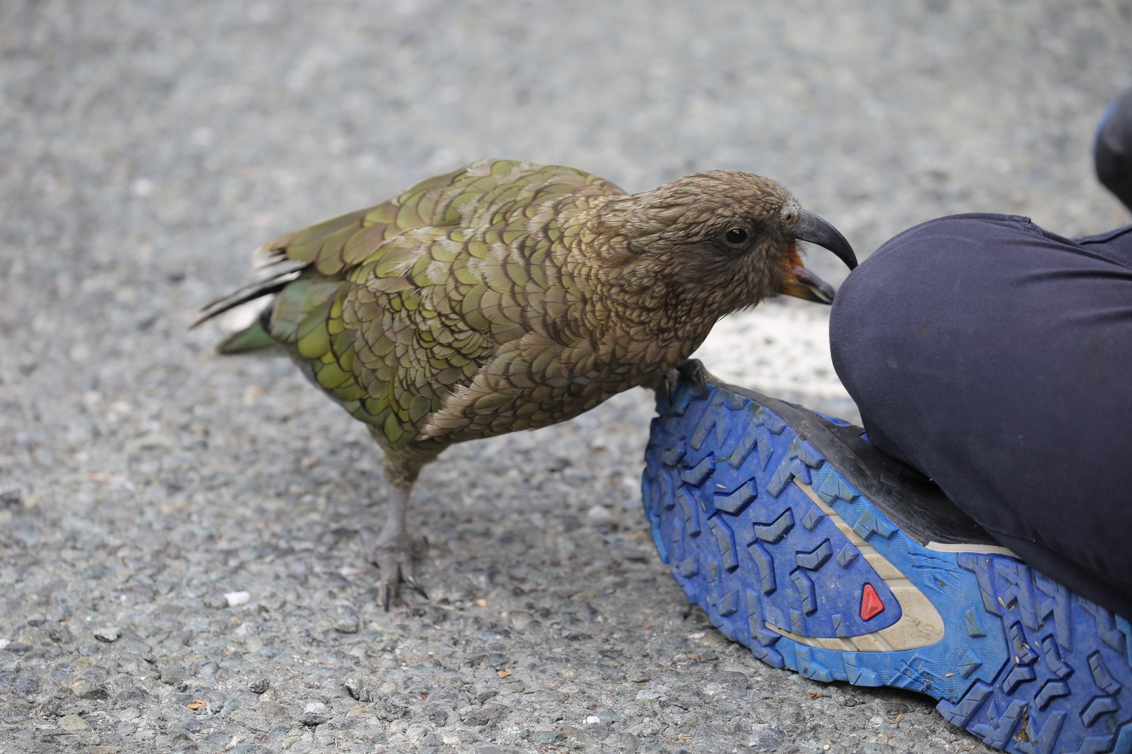 /ecran/2024_New-Zealand_0601.jpg