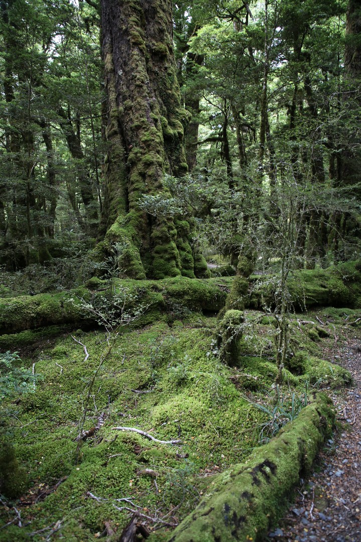 /ecran/2024_New-Zealand_0614.jpg