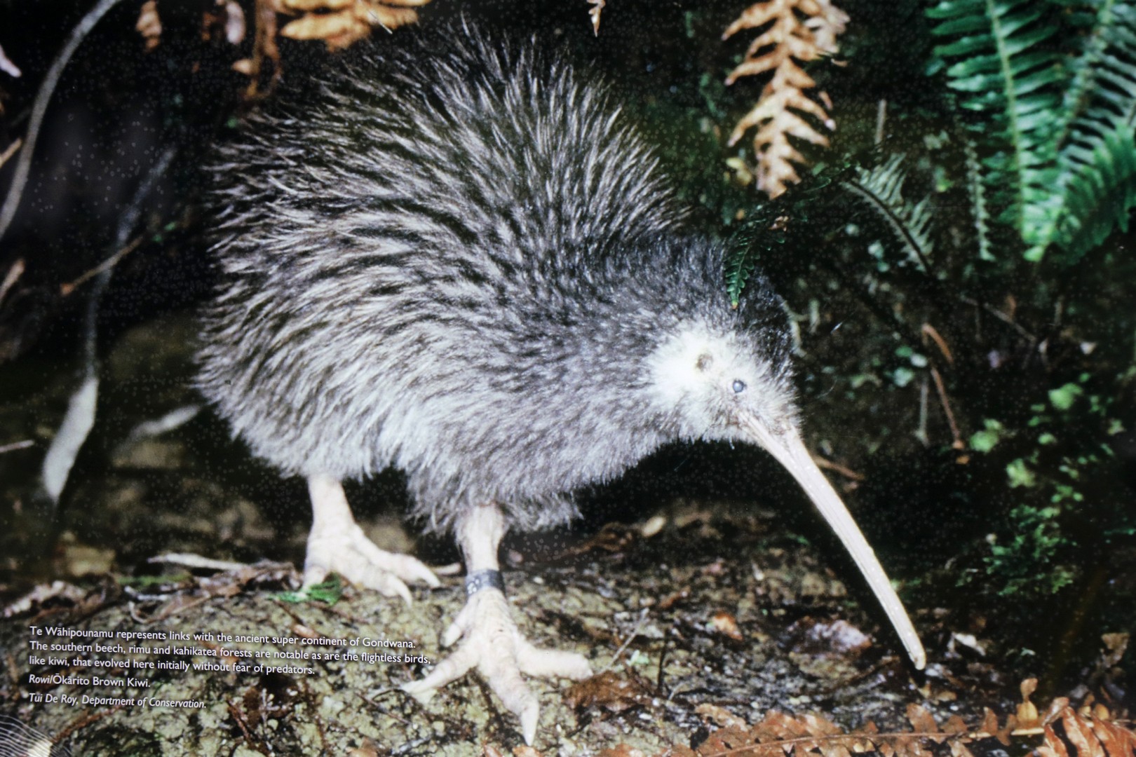 /ecran/2024_New-Zealand_0819.jpg