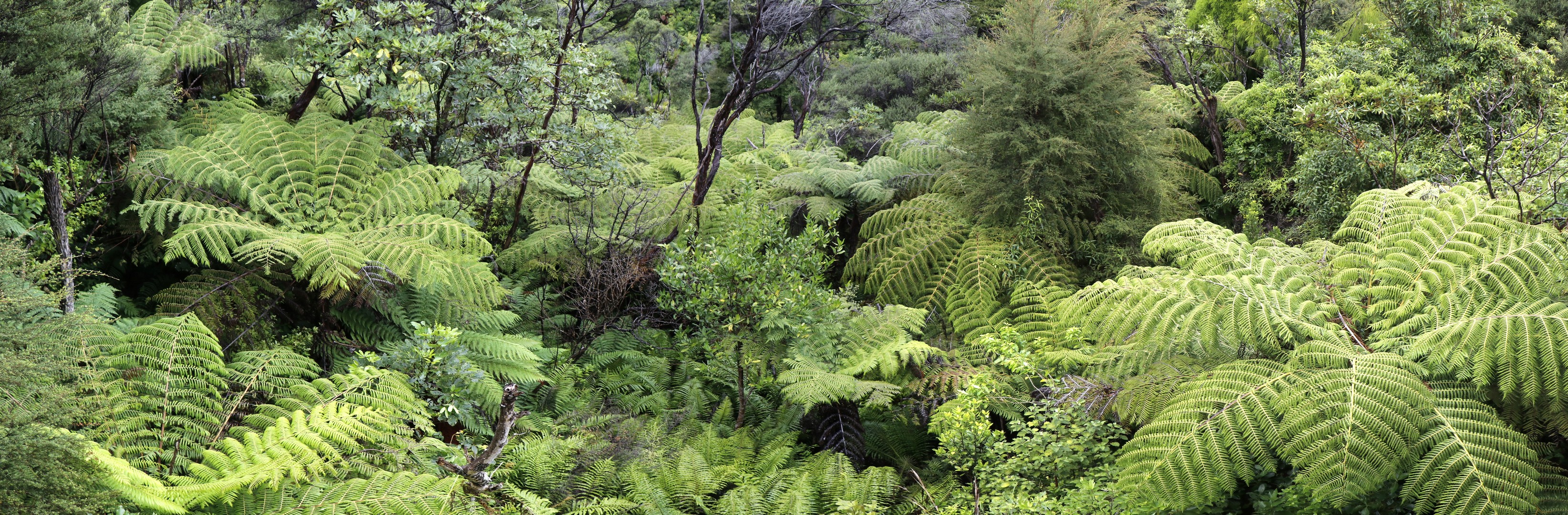 /ecran/2024_New-Zealand_1680.jpg