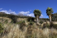 vignette 2024_New-Zealand_0682.jpg 