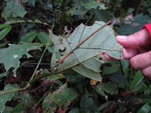 vignette Indonesie_2014_0126.jpg 