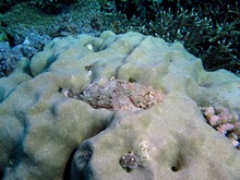 vignette Indonesie_2014_0415.jpg 