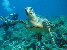 vignette Indonesie_2014_0449.jpg 