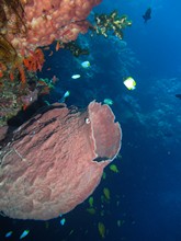 vignette Indonesie_2014_0491.jpg 