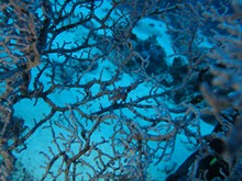 vignette Indonesie_2014_0737.jpg 