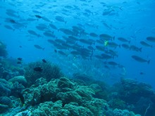 vignette Indonesie_2014_0752.jpg 