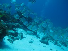 vignette Indonesie_2014_0757.jpg 