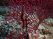 vignette Indonesie_2014_0827.jpg 