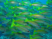 vignette Indonesie_2014_0837.jpg 