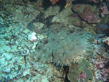 vignette Indonesie_2014_0858.jpg 