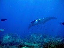 vignette Indonesie_2014_0861.jpg 