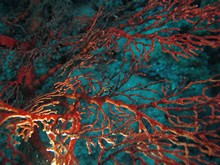 vignette Indonesie_2014_0895.jpg 