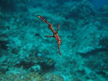 vignette Indonesie_2014_0897.jpg 