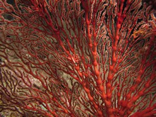 vignette Indonesie_2014_0914.jpg 