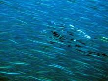 vignette Indonesie_2014_1106.jpg 