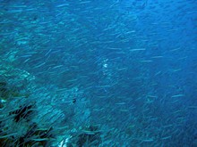 vignette Indonesie_2014_1108.jpg 