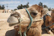 vignette Tunisie_0695.jpg 