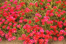 vignette Tunisie_1086.jpg 