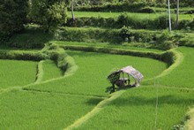 vignette Indonesie_2017_0747.jpg 