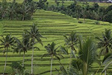 vignette Indonesie_2017_0828.jpg 