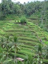 vignette Indonesie_2017_0977.jpg 